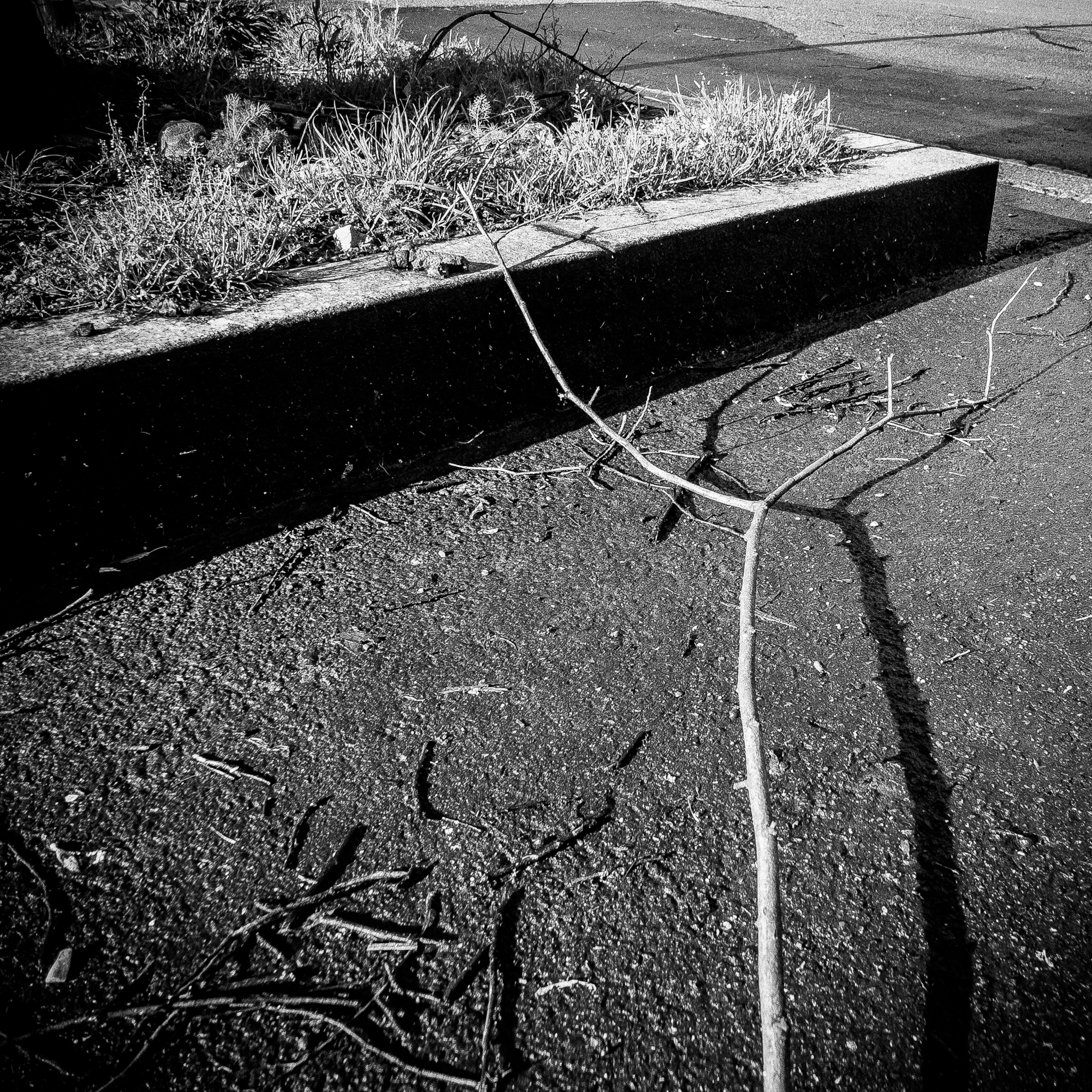 "branche au sol, victime de la tempête Qumarai"