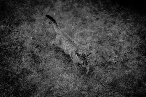 Gino, le chat dans le jardin