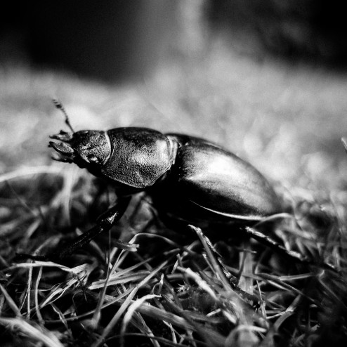 vendredi16aout2013-jp-blog