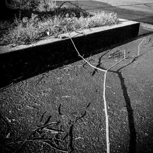 "branche au sol, victime de la tempête Qumarai"
