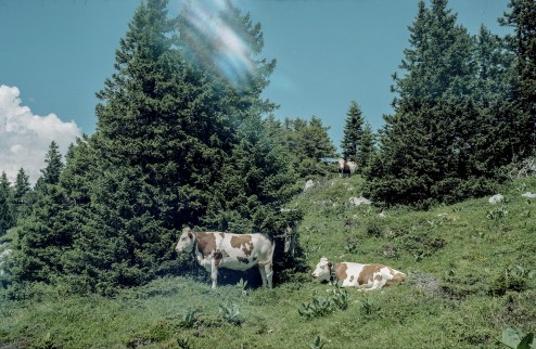 vendredi29aout2014-julienpaquin